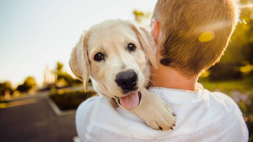 Puppy Feeding Tips for First-Time Pet Owners