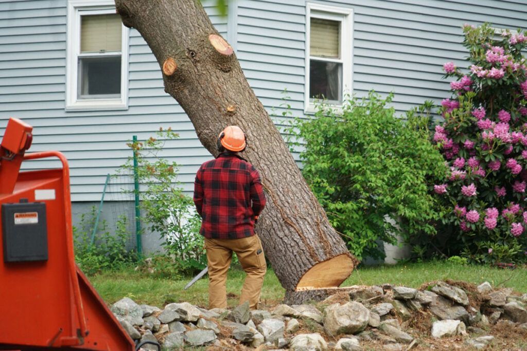 Time Importance of Tree Removal Services