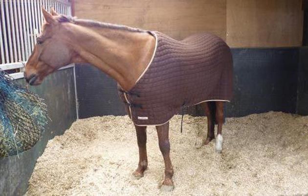 Matt Davies Harmony Communities Presents Proper Bedding Options for Horses