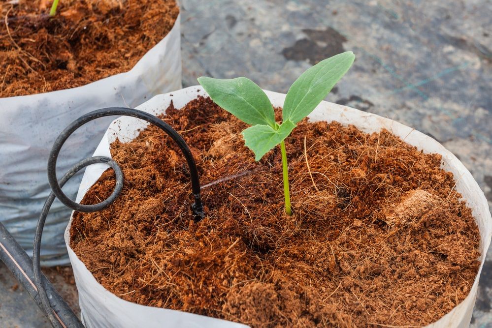 How to use Coco Peat / Coco coir for Plants