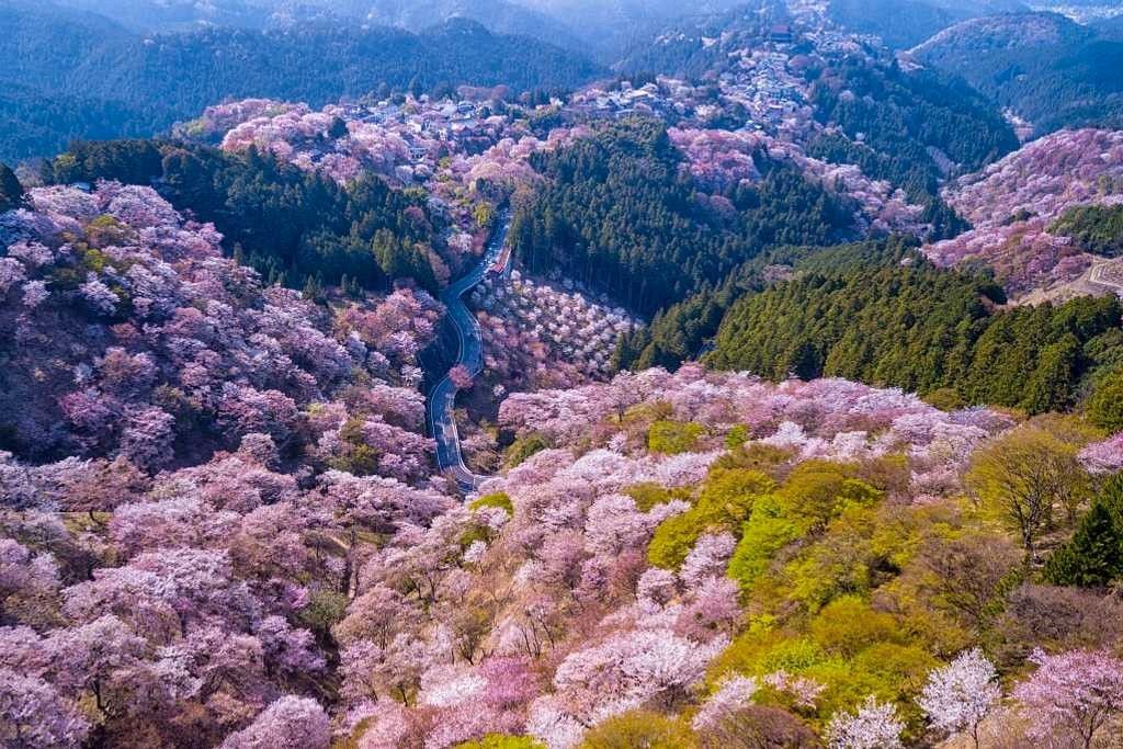 How Should One Plan Cherry Blossom Tours Japan In 2023?