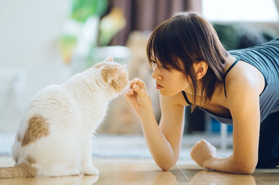 Feline Training Tricks Your Kitty Can Learn