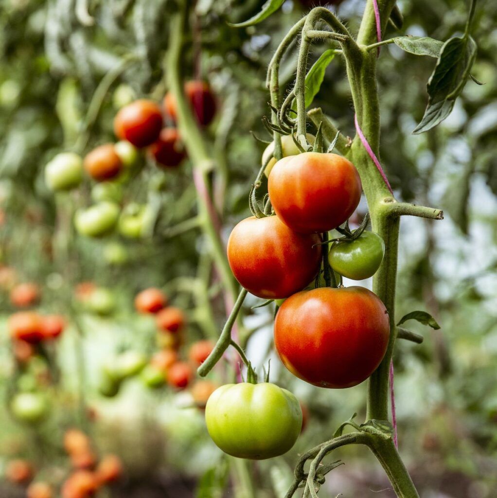 Defining the Perfect Tomato: Lawyer Karen McCleave Weighs In