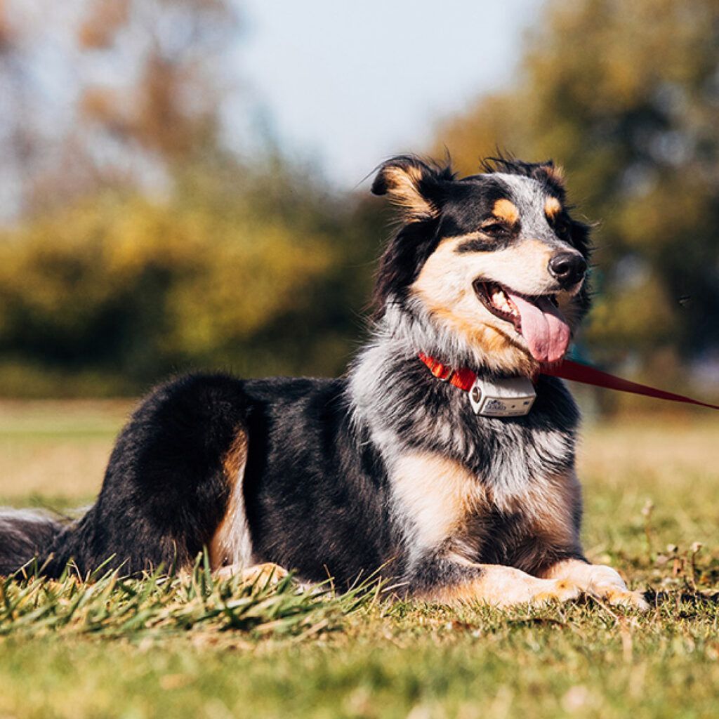 Freedom & Safety:  Smart Dog Fences Explained